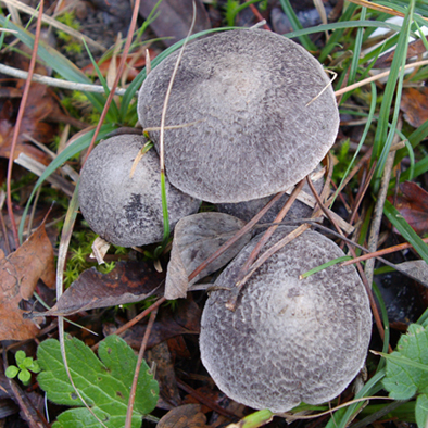 Tutti tricoloma terreum?